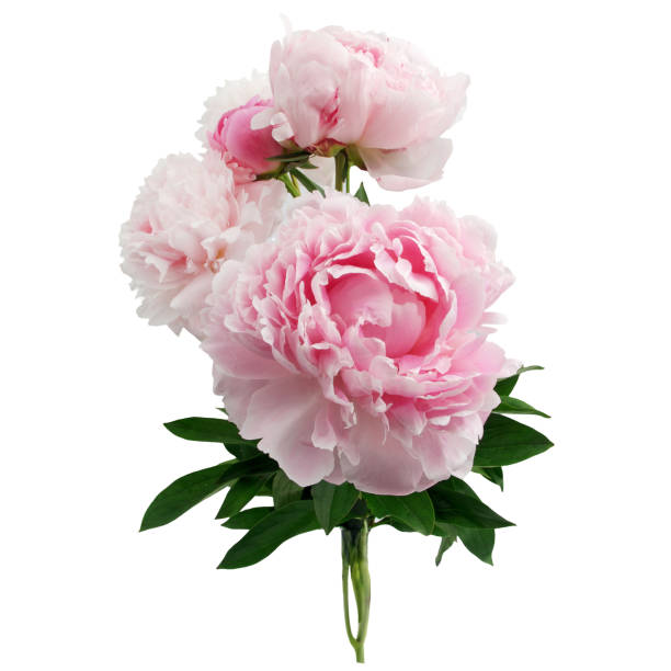 istock Pink peony flower isolated on white background 696363956