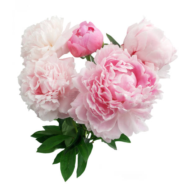 istock Pink peony flower isolated on white background 696364144