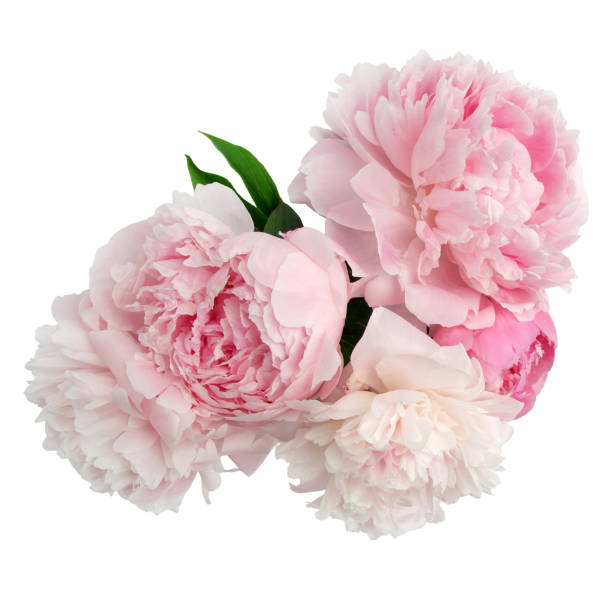 istock Pink peony flower isolated on white background 696364862