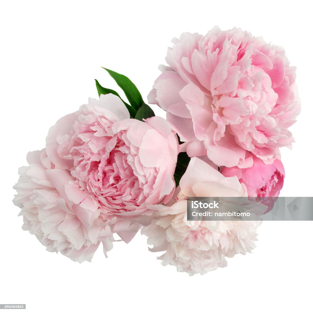 Peônia cor-de-rosa flor isolada no fundo branco - Foto de stock de Peônia royalty-free