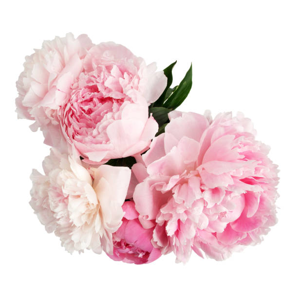 istock Pink peony flower isolated on white background 696364944