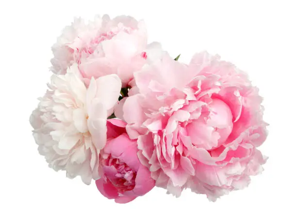 Photo of Pink peony flower isolated on white background