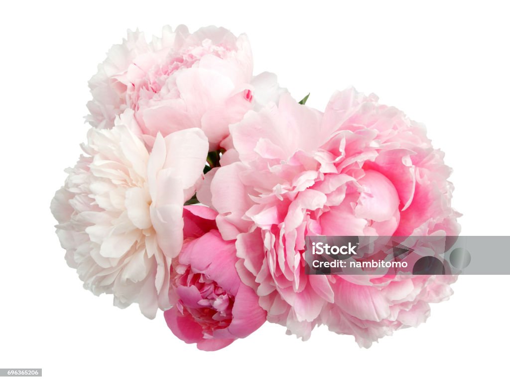 Peônia cor-de-rosa flor isolada no fundo branco - Foto de stock de Peônia royalty-free