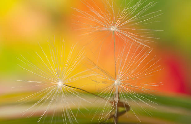 istock Dandelion flowers seeds on outdoors sunny day summer abstract multicolor nature background.  Low depth of field. 696365248