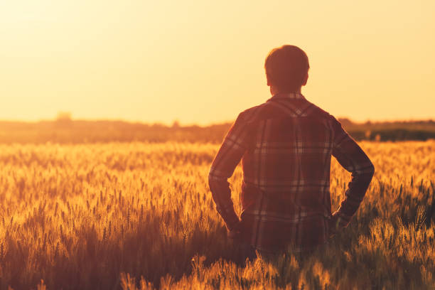 istock Farmer in ripe wheat field planning harvest activit 696365342