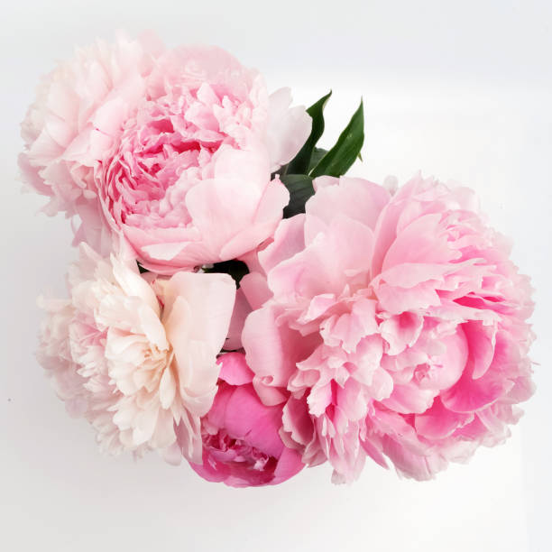 istock Beautiful pink Peonie flower on light background 696365426