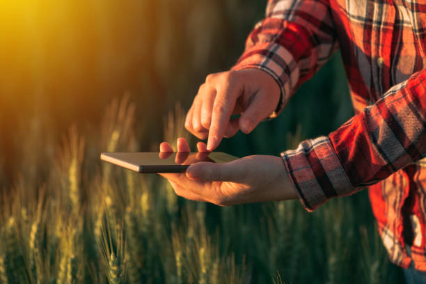 agronom za pomocą aplikacji mobilnej na smartfony - skill agriculture horizontal outdoors zdjęcia i obrazy z banku zdjęć