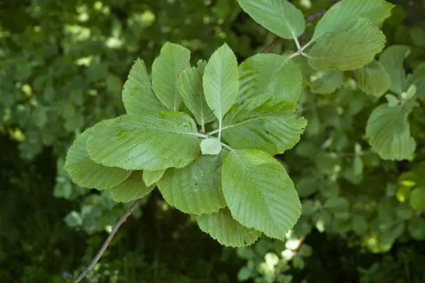 Photo of leaves of whitebeam