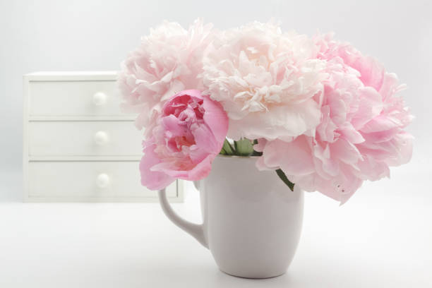 istock Beautiful pink Peonie flower on light background 696368648