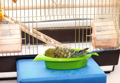 Budgerigar at the bird cage. Funny green budgie parrot takes a bath