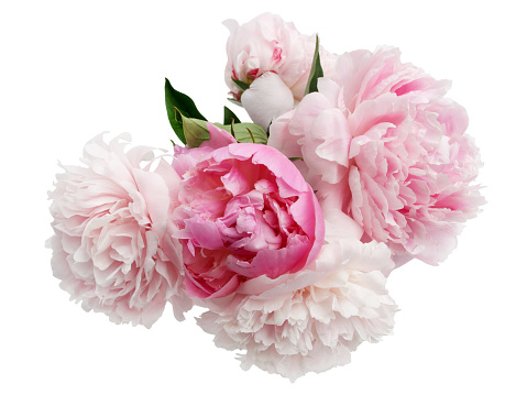 Closeup of beautiful pink Peonie flower on light background