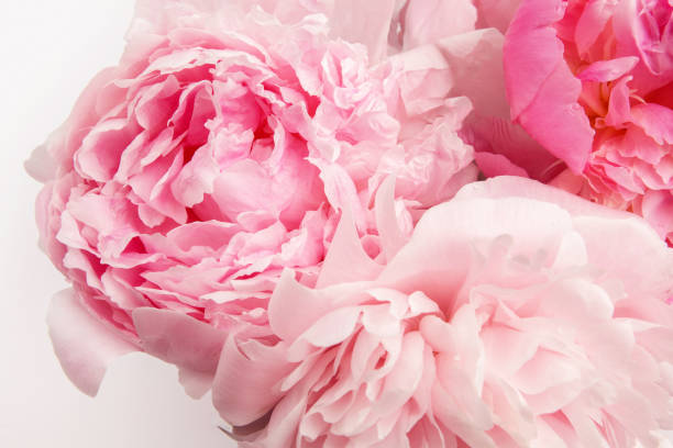 Beautiful pink Peonie flower on light background