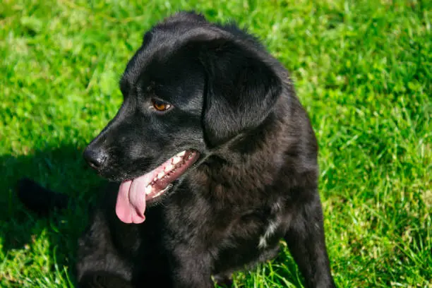 Photo of black Labrador in green grass