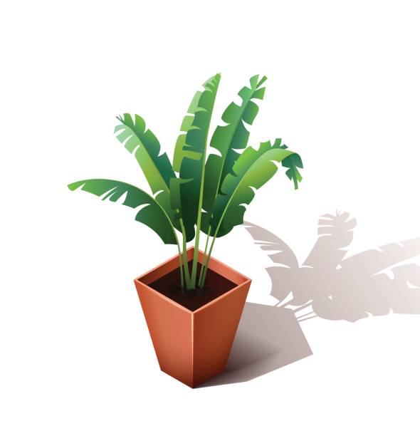 Isolated ceramic flowerpot with a grass. Isometric  the house flower isolated on a white background. Vector illustration Isolated ceramic flowerpot with a grass. Isometric  the house flower isolated on a white background. Vector illustration soil sample stock illustrations