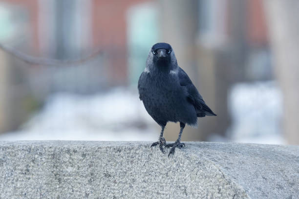 istock the portrait of a bird jackdaws 696382296