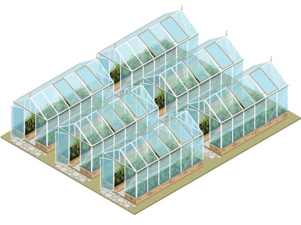 ilustraciones, imágenes clip art, dibujos animados e iconos de stock de finca de invernadero isométrica con paredes de cristal y bases. - greenhouse