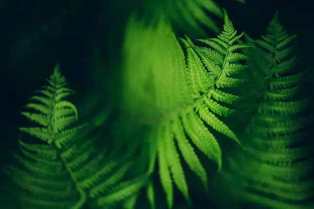 Photo of Beautiful fern leaves, macro