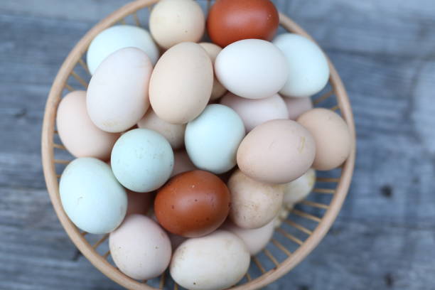 istock Multi Colored Farm Fresh Eggs in a Basket-811 696383998