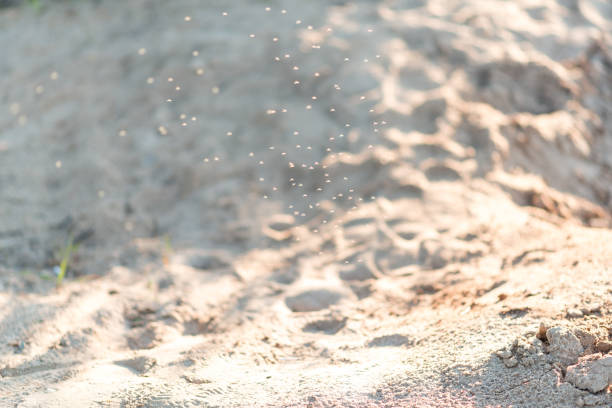 istock Swarm of insects 696384498