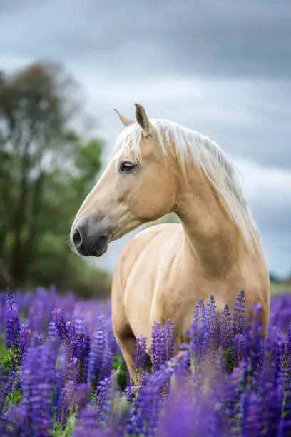 Photo of Portrait of a purebred horse on lupine flowers background.