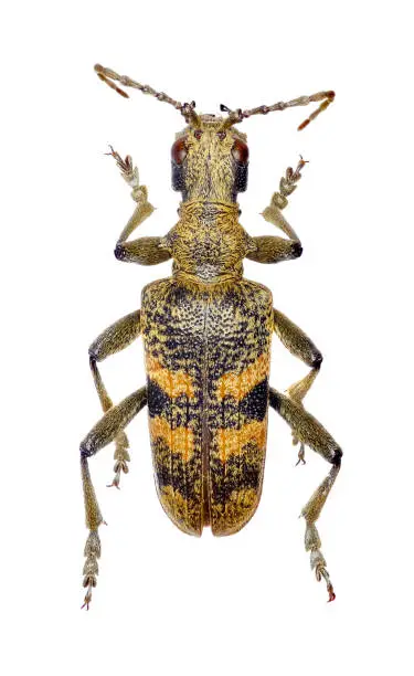 Photo of Blackspotted Pliers Support Beetle on white Background  -  Rhagium mordax (DeGeer, 1775)