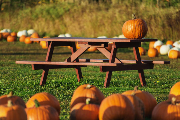 Pumpkin Picnic A picnic table surrounded by pumpkins. fall picnic table stock pictures, royalty-free photos & images