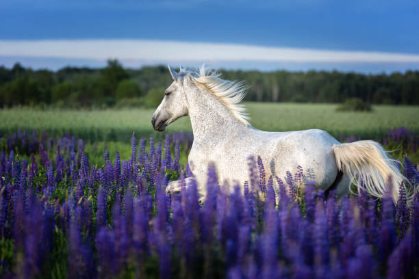 istock Horse running among lupine flowers. 696394880