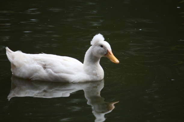 istock duck on the lake 696395066