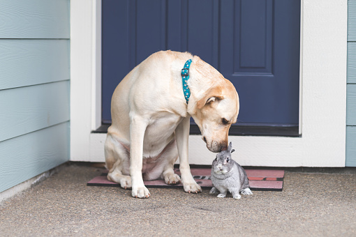Adorable bunny and medium-size dog hanging out together on front porch