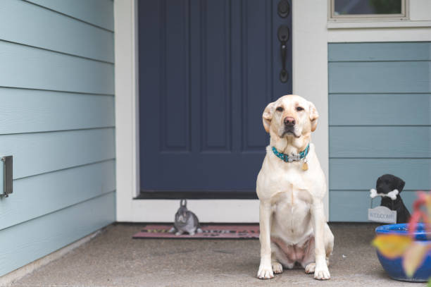 istock Adorable bunny and medium-size dog hanging out together on front porch 696396178