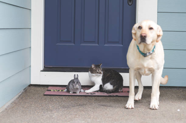 conejito adorable tamaño mediano perro y gato salir juntos en el porche delantero - medium group of animals nobody togetherness pets fotografías e imágenes de stock