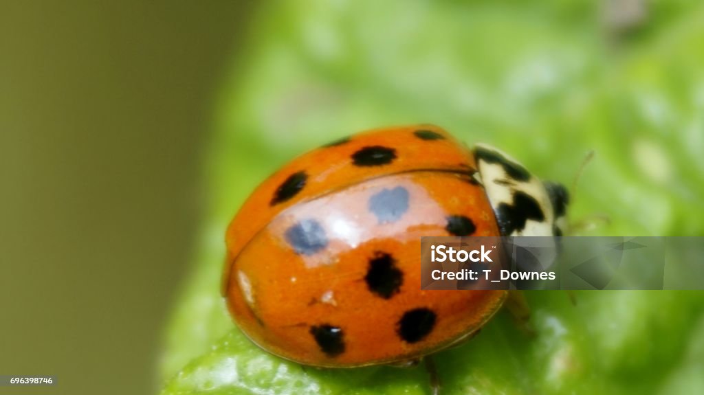 Ladybird Ladybird on a leaf. Arthropod Stock Photo