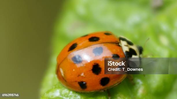 Ladybird Stock Photo - Download Image Now - Arthropod, Arts Culture and Entertainment, Beauty In Nature