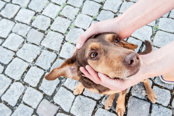 istock Dog being cuddled, protected petted on the head 696401798