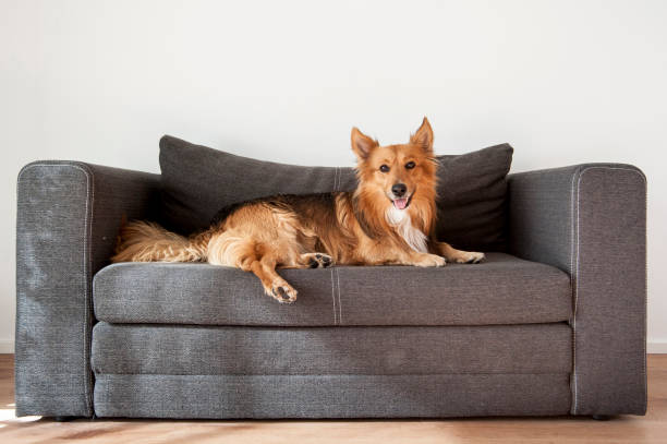 istock Relaxed and happy dog lying on couch watching owner 696402066