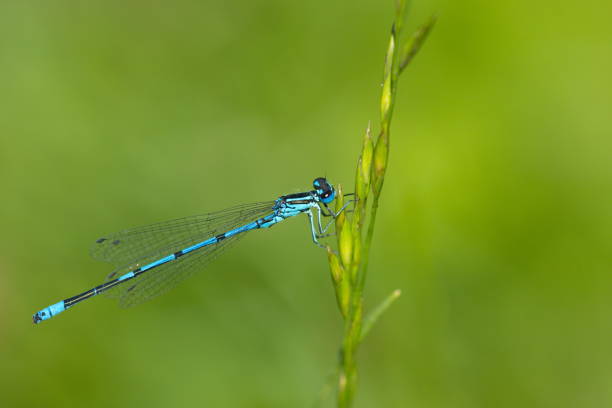 istock blue azure dragonfly Coenagrion 696402080