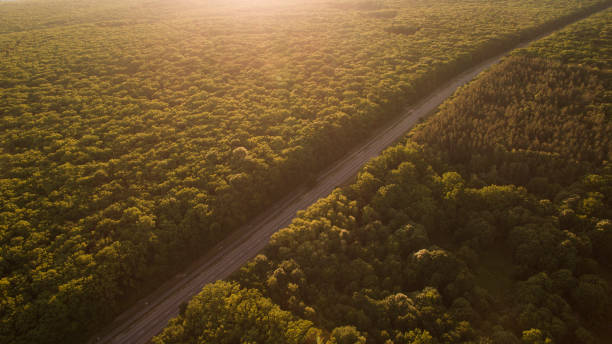 istock Forest and road removed from the dron at sunrise. 696408952