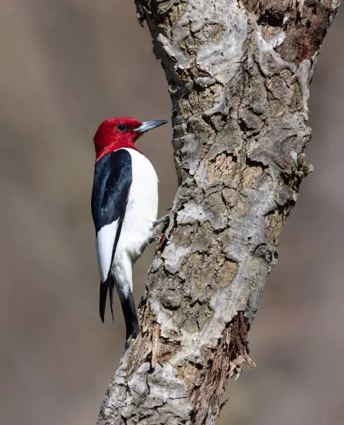 Red-headed woodpecker, melanerpes erythrocephalus. Very beautiful bird but difficult to approach. After several years, I finally succeeded. I'm very proud to present these quality pictures mostly because there are just few in Istock and Getty.