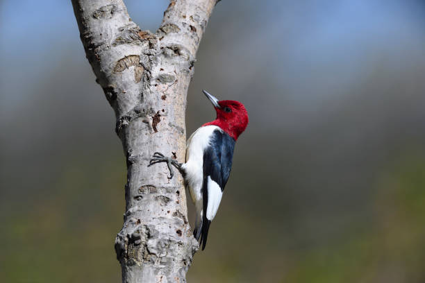 istock Red-headed Woodpecker, melanerpes erythrocephalus. 696408976