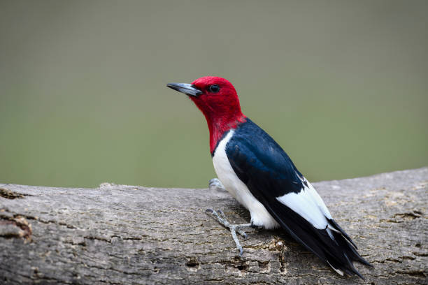 istock Red-headed Woodpecker, melanerpes erythrocephalus. 696409092