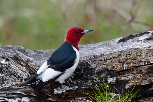 istock Red-headed Woodpecker, melanerpes erythrocephalus. 696409128