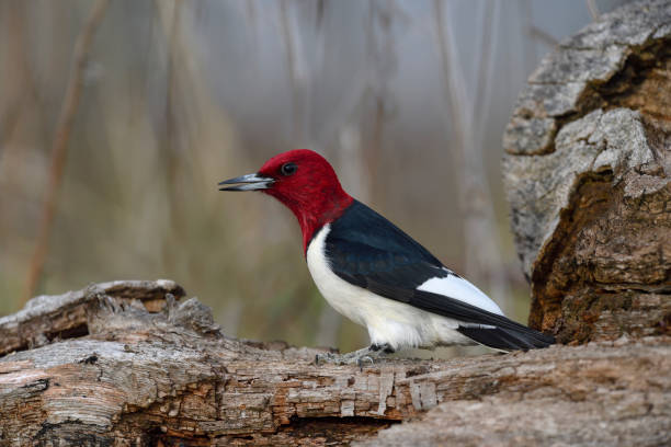 Red-headed woodpecker, melanerpes erythrocephalus. Very beautiful bird but difficult to approach. After several years, I finally succeeded. I'm very proud to present these quality pictures mostly because there are just few in Istock and Getty.