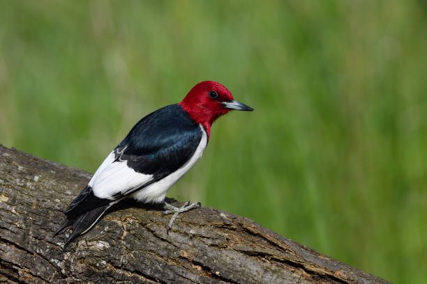istock Red-headed Woodpecker, melanerpes erythrocephalus. 696409284