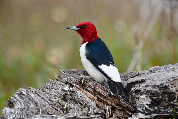 istock Red-headed Woodpecker, melanerpes erythrocephalus. 696409464