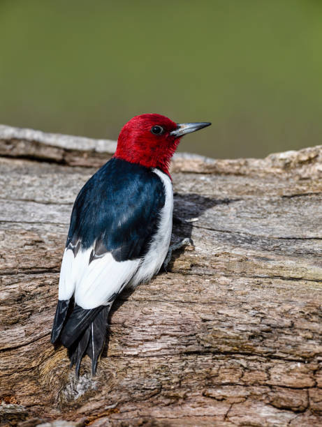 istock Red-headed Woodpecker, melanerpes erythrocephalus. 696409492