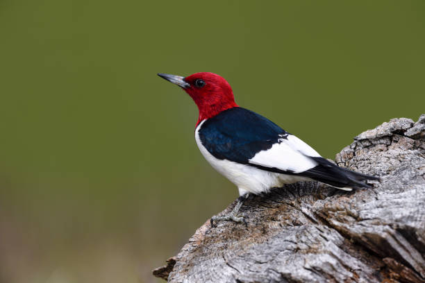 istock Red-headed Woodpecker, melanerpes erythrocephalus. 696409502