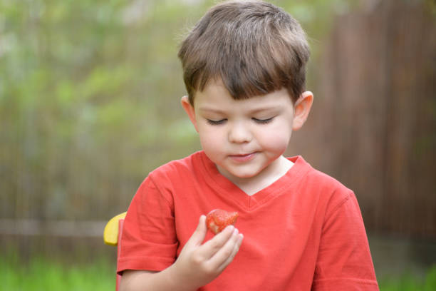 istock Little boy eating strawberry 696409670