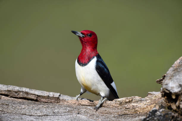 istock Red-headed Woodpecker, melanerpes erythrocephalus. 696409692