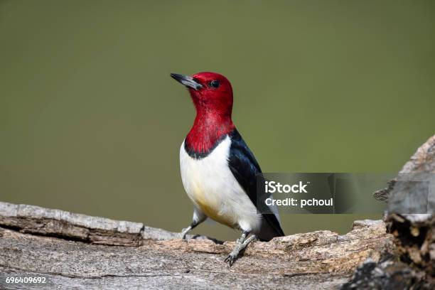 Redheaded Woodpecker Melanerpes Erythrocephalus Stock Photo - Download Image Now - Redhead, Woodpecker, Animal