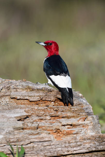 istock Red-headed Woodpecker, melanerpes erythrocephalus. 696409738